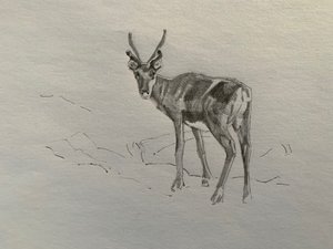 Renar, 2019 av Barbara Hoogeweegen
