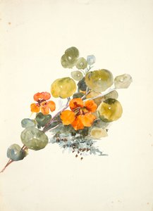 Nasturtiums (akvarell på vävt papper)