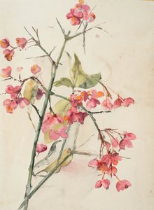 Rosa blommor (akvarell på papper) av Barbara Leigh Smith Bodichon