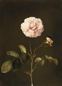 En Gallica Rose med en humla,