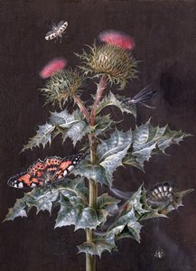 En studie av en tistel med insekter (gouache) (se även 51756)