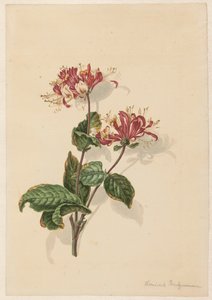 En gren av vild kaprifol (Lonicera periclymenum)
