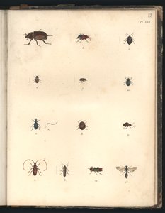 Skalbaggar och getingar, Pl.XXII, illustration från 