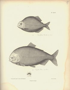 Characidae, Pl. XLVII, stål graverad av Coutant efter en gravyr av Nicola Huet (1770-1827), illustration från 