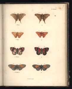 Lepidoptera, Pl. XXXVII, illustration från 