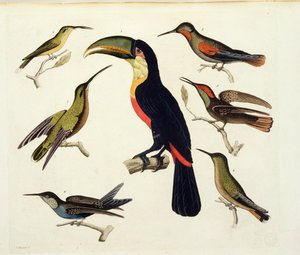 Inhemska fåglar, inklusive tukanen (mitten), Amazonas, Brasilien, från 
