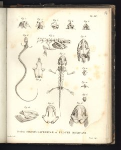 Skeletten av Strenis Lizard och Proteus i Mexiko, platta XIV, Osteology of the Sirenomelia and Axolotl