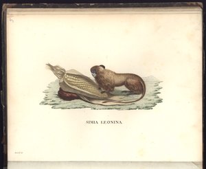 Simia leonina, Pl.V, illustration från, Observationer från zoologi och jämförande anatomi samlade på en resa till den nya kontinentens tropiska länder, åren 1799, 1800, 18 av Baron Friedrich Alexander von Humboldt