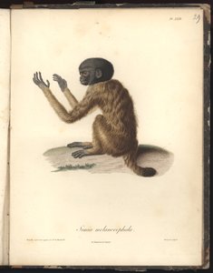 Simia melanocephala, Pl. XXIX, stål graverad av Louis Bouquet (1765-1814) efter en gravyr av Nicola Huet (1770-1827), illustration från Recueil dobservation de zoologie et danatomie comparee, fait