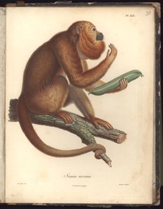 Simia ursina, Pl.XXX, illustration från Compendium of observation of zoology and comparative anatomy, gjord i Atlanten, i det inre av den nya kontinenten och i Sydhavet under åren