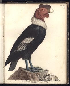 The Male Condor (Vultur gryphus, LIN.), Pl.VIII, illustration från 