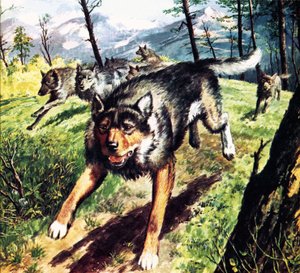 The Call of the Wild, baserad på en roman av Jack London