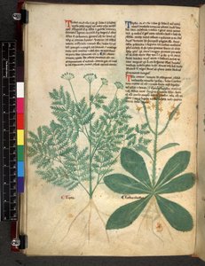 Egerton 747 f.101v Treatise on Herbs, c.1280-1310 (bläck & färg på veläng) av Bartholomaei Mini de Senis