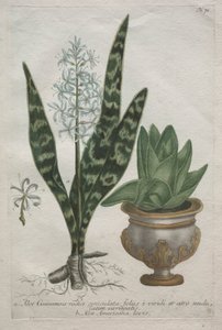 Aloe av Bartholomaus Seutter