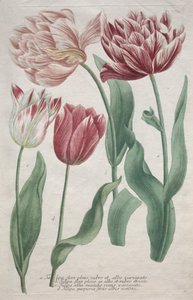 Tulpaner av Bartholomaus Seutter
