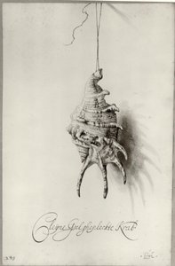 Holländska: Studie av snäckan "Cleijne Geel ghepleckte Krab" hängande på ett snöre Snäcka från ett album av Bartholomeus Assteyn