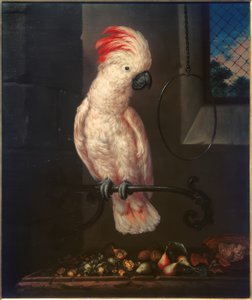 Vit papegoja