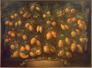 Citrusfrukter