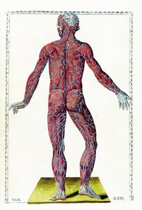 Anatomiska tabeller av Bartolomeo Eustachi