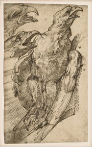 Studie av en örn av Bartolomeo Passarotti