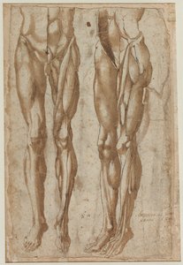 Två studier av en flådd man (recto) av Bartolommeo da Arezzo