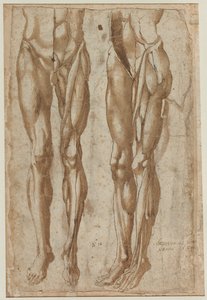 Two Studies of a Flayed Man recto Study of a Flayed Torso tergo, 1554. av Bartolommeo da Arezzo