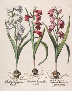 Gladiolus italicus röd blomma, 1613