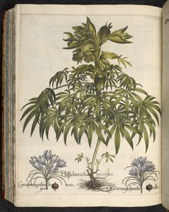 Helleborus, Illustration från 