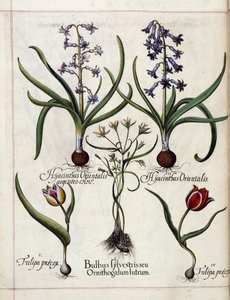 swedish av Basilius Besler