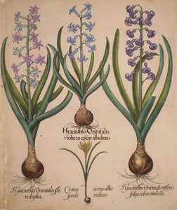 Hyacinthus orientalis floreduplici-Hyacinthus orientalis violaceo albislienis-Crocus vernus albus fundo violaceo-Hyacinthus orientalis reflexis folys colore violaceo av Basilius Besler