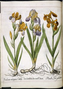 Iris, från 