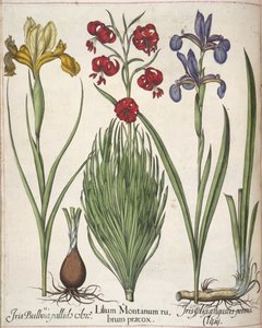 Iris, från 