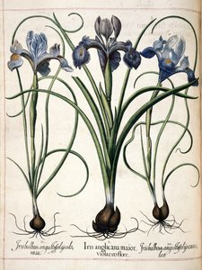 Iris, från 
