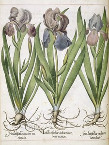 Iris, från 