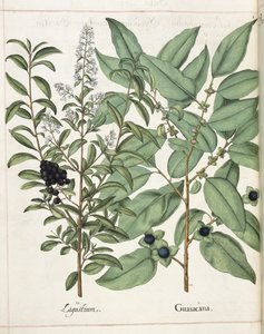 Ligustrum och Guiacana, från 
