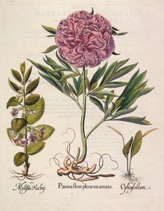 Paeonia i full blom, 1613