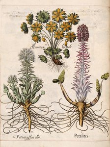 Petasites, från 