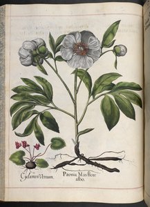 Tallrik 106: Cyclamen Vernum, Paonia Mas flore albo, från Hortus Eystettensis, av Basilius Besler