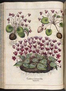 Tallrik 348: Cyclamen.  Eystettens trädgård, ...  Basil Besler  1613 av Basilius Besler