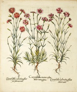Varieteter av Caryophyllus Sylvestris publicerade i Hortus Eystettensis, 1613 av Basilius Besler