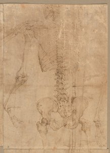 Övre halvan av skelett från baksidan, tidigt 1540-tal. av Battista Franco