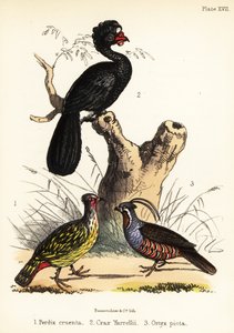Blodfasan, kurassow och bergsvaktel. 1855 (litografi)