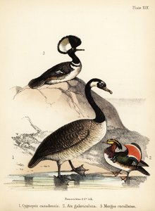 Kanadagås, mandarinanka och huvkåpa. 1855 (litografi)