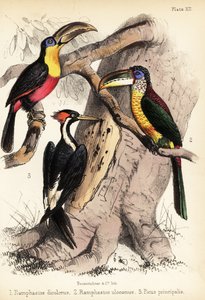 Grönnäbbad tukan, krullkrönad aracari och elfenbensnäbb 1855 (litografi)