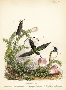 Kolibriarter. 1855 (litografi)