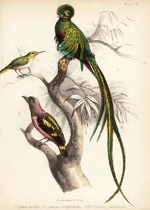 Jamaicansk tody, strålande quetzal och bandad brednäbb. 1855 (litografi)