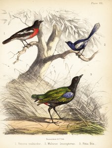 Stillahavsrödhake, vitvingad älvgräs och regnbågspitta. 1855 (litografi)