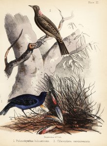 Satin och fawn-breasted bowerbirds. 1855 (litografi)
