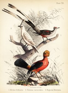 Saxsvansflugsnappare, vit klockare och andinsk hane från 1855 (litografi)