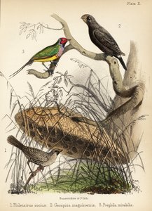 Sällskaplig vävare, stor markfink och Gouldian fink. 1855 (litografi)